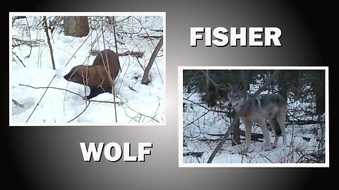 Fisher and Timber Wolf On Trail Cam
