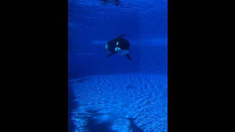 SeaWorld Orlando Park Footage (March 2017)