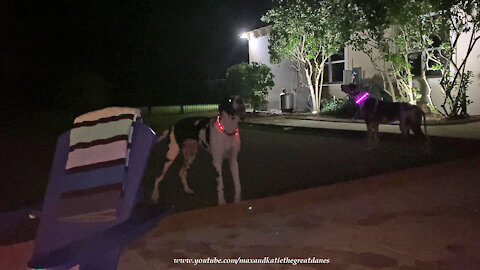 Five Great Danes With Light Up Collars Check Out Potensic Drone Night Flight