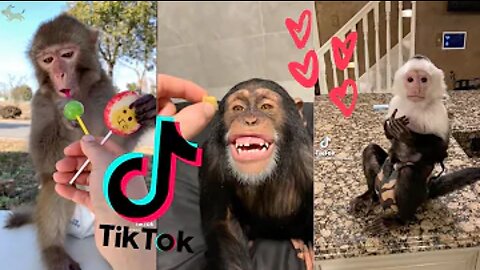 The Funniest Monkey Videos! 🐶 | Funny Pets Videos 🤣#shorts #fyp