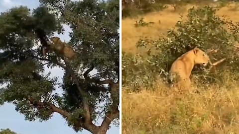 Lion climbs tree to steal kill from leopard