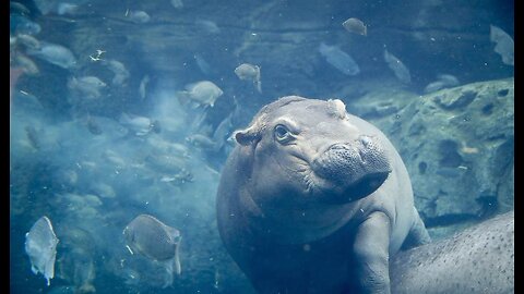 Rare Pygmy Hippo Born in Athens Zoo