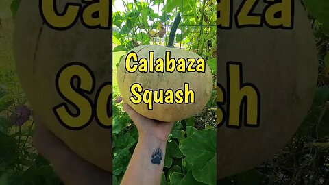 Calabaza Squash! 😳
