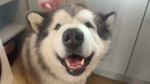 Giant Sulking Dog Hates Bath Time But Baby Helps Him (Cutest Duo EVER!!)-1