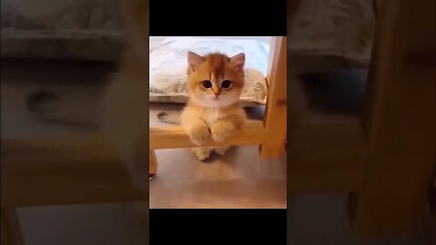 The Funniest Kitten Video You'll Ever See! ❤️😍🐱 #ytshorts