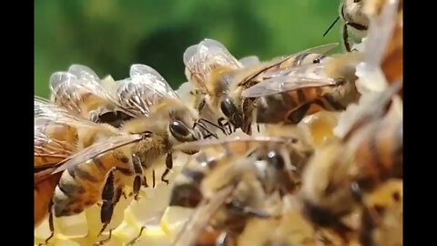 Comment les abeilles font-elles du miel ? : Les étapes de fabrication de miel