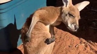 Canguru bebé sente enorme prazer a coçar as costas