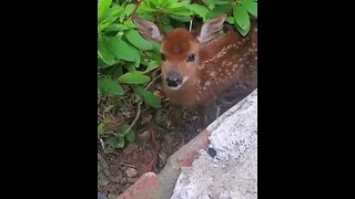 Baby Deer in yard #cuteanimals