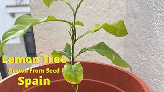 I Grew a Lemon Tree from a Seed in Spain