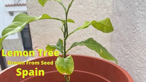 I Grew a Lemon Tree from a Seed in Spain
