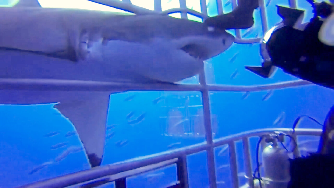 Shark Attack Caught on Camera 2023 - Massive Great White Thrashes Cage ...