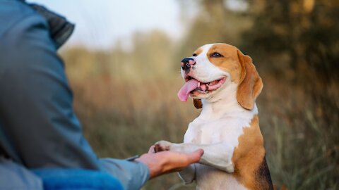 Basic Dog Training with the TOP 10 Essential Commands Every Dog Owner Should Know