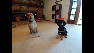 Dogs totally out of sync with trick