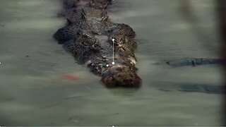 This Saltwater Crocodile SNATCHED Brett Mann In Front of His Friends