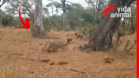 CÃES SELVAGENS ROUBAM PRESA DE LEOPARDO - VIDA ANIMAL