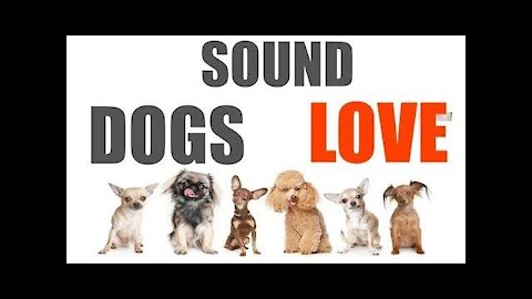 Best sounds your dog loves, sounds that attract dogs