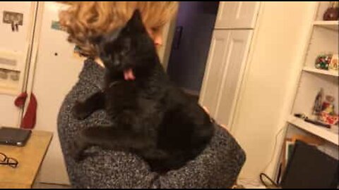 Cat has funny reaction to back scratches