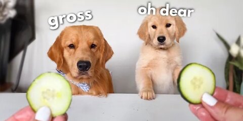 Dog Reviews Food With Baby Puppy _ Tucker