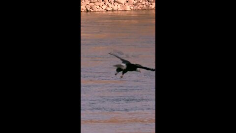 Eagle Fishing Aerial Predator