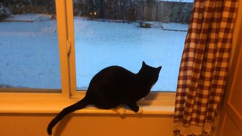 Cat Amazed By Snow