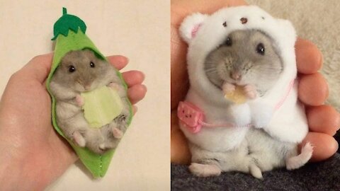 Hilarious and Cute Hamster Compilation Cutest Hamster In The World