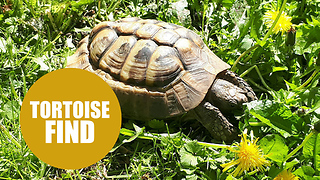 Britain's hardest tortoise escapes from home - by smashing through a BRICK WALL