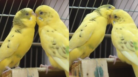 Yellow Birds Being Romantic To Each Other