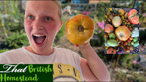 Allotment Harvest! Tomatoes, aubergine, and Cucumbers!