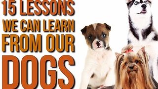 15 Valuable Life Lessons We Should All Learn From Dogs