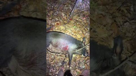 Tracking wild pigs blood trail in Deepfork Wma central Oklahoma public land muzzleloader hunt