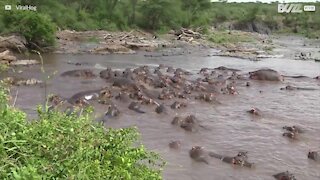 30 hippopotames s'attaquent à 1 crocodile