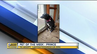 Pet of the Week - Prince