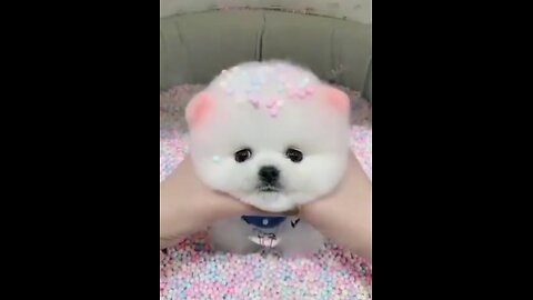 Super cute dog baby