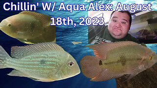 Chillin' W/ Aqua Alex Cardinale: August 18th, 2023