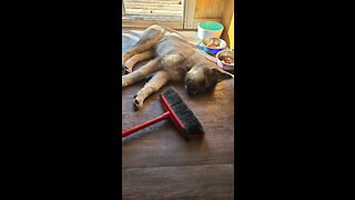Energetic puppy makes sweeping more fun
