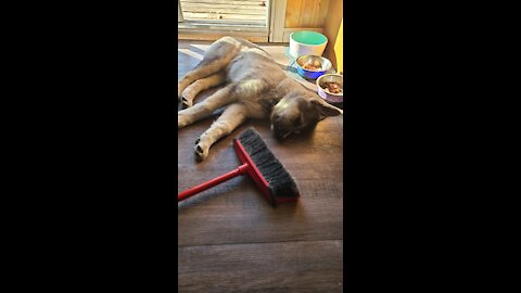Energetic puppy makes sweeping more fun