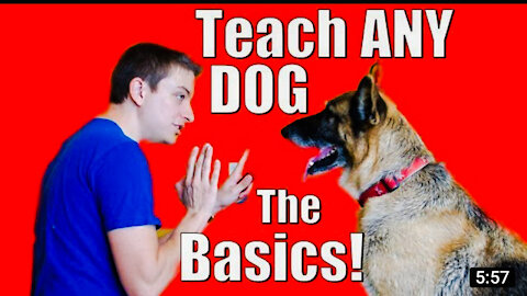How to Train your Dog or Puppy to Sit and Stay | How I Trained Buddy (Easy Dog Training at Home)