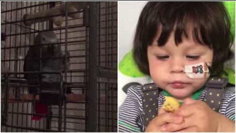 Parrot imitates dad's voice to make child stop crying