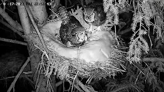 Mouse Delivery from Albert 🦉 03/17/23 22:51