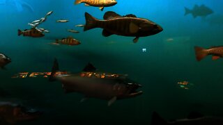 A Family Vacation (Part 3 of 5) ~ GREAT LAKES FISH AT THE MUSEUM