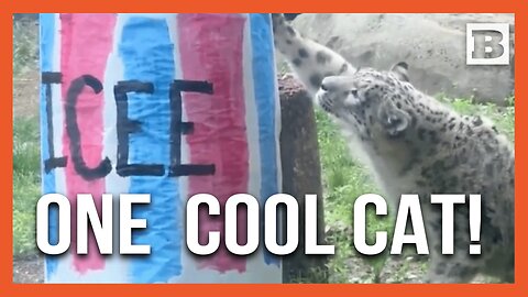 “Handsome” Snow Leopard Yuki Basks in 9th Birthday Celebration at Philadelphia Zoo