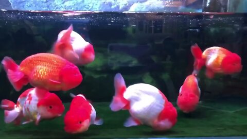 World most beautiful and best quality goldfish are in Thailand-7