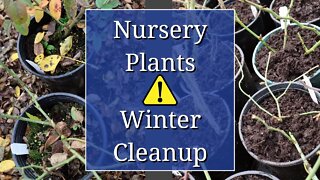 Nursery Plants Winter Cleanup