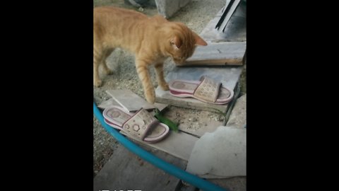 Cat plays with Lizard