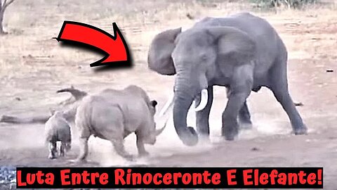 Luta Entre Rinoceronte E Elefante