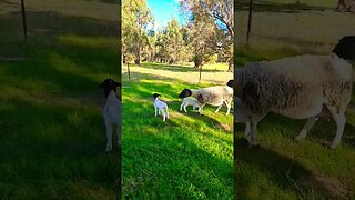 A Good Day For Looking At Sheep