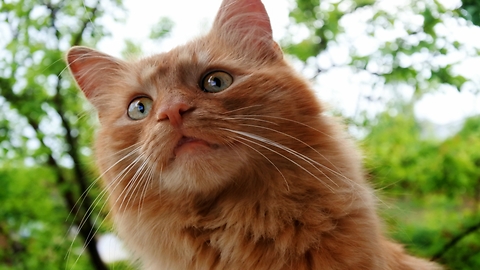 Fluffy Ginger Cat Plays In The Garden