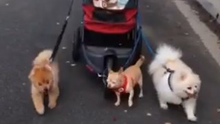 Dogs Pull A Doggy Carriage By Themselves