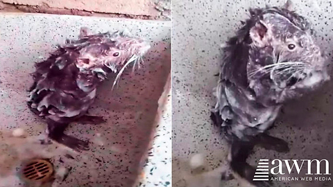 Video Of Rat Behaving Like A Human Has Quickly Caused Quite A Stir On Social Media