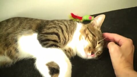 Cat ASMR, Relaxing Cat Videos
